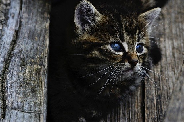 Ini Dia Fakta tentang Kucing Himalaya
