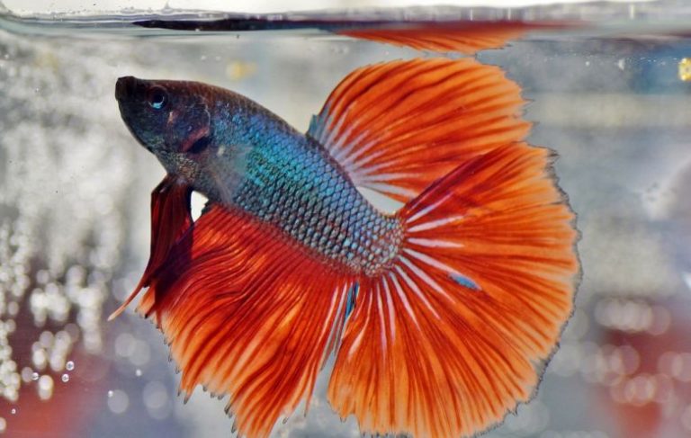Harga Ikan Cupang Paling Mahal
