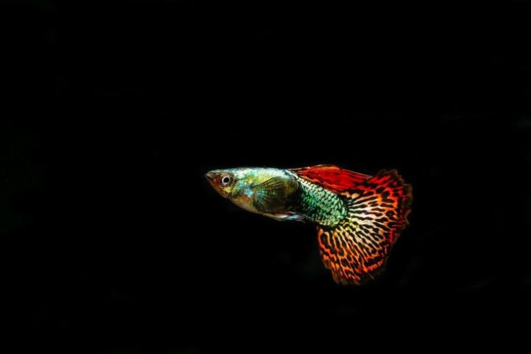 Ciri Fisik dan Jenis Makanan Ikan Guppy