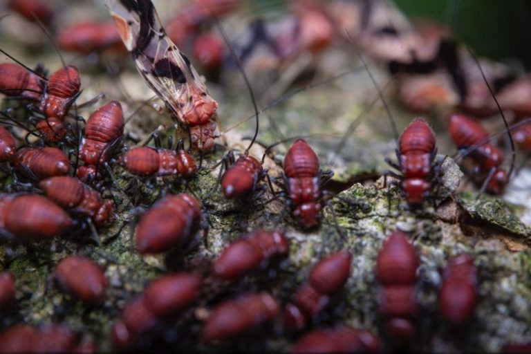 How to Eliminate Subterranean and Drywood Termites