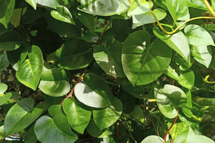 Khasiat Daun Binahong Untuk Atasi Berbagai Penyakit