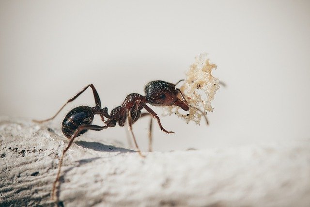 Mudah Dan Simpel, Yuk Intip Cara Membasmi Semut Secara Alami
